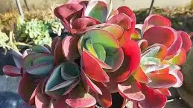 Kalanchoe